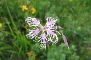 Dianthus superbus (1200 x 799)